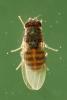 Drosophila hydei